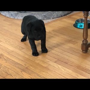 Meet your Posher, Pauline